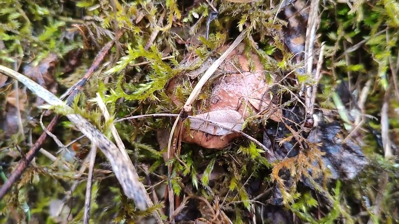 ГРИБЫ/ СЕРЫЕ МЫШАТА: Рядовка землистая - Tricholoma terreum 4 декабря 2023 г.
