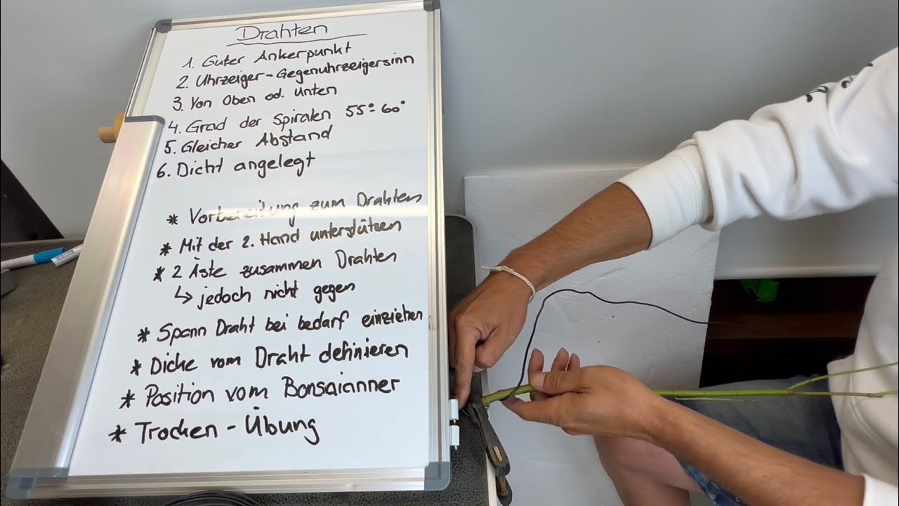 🇩🇪 Bonsai Drahtung # 1: Strukturdrahtung