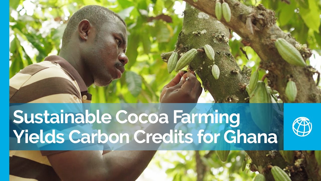 Curbing Deforestation: Sustainable Cocoa Farming Yields Carbon Credits for Ghana