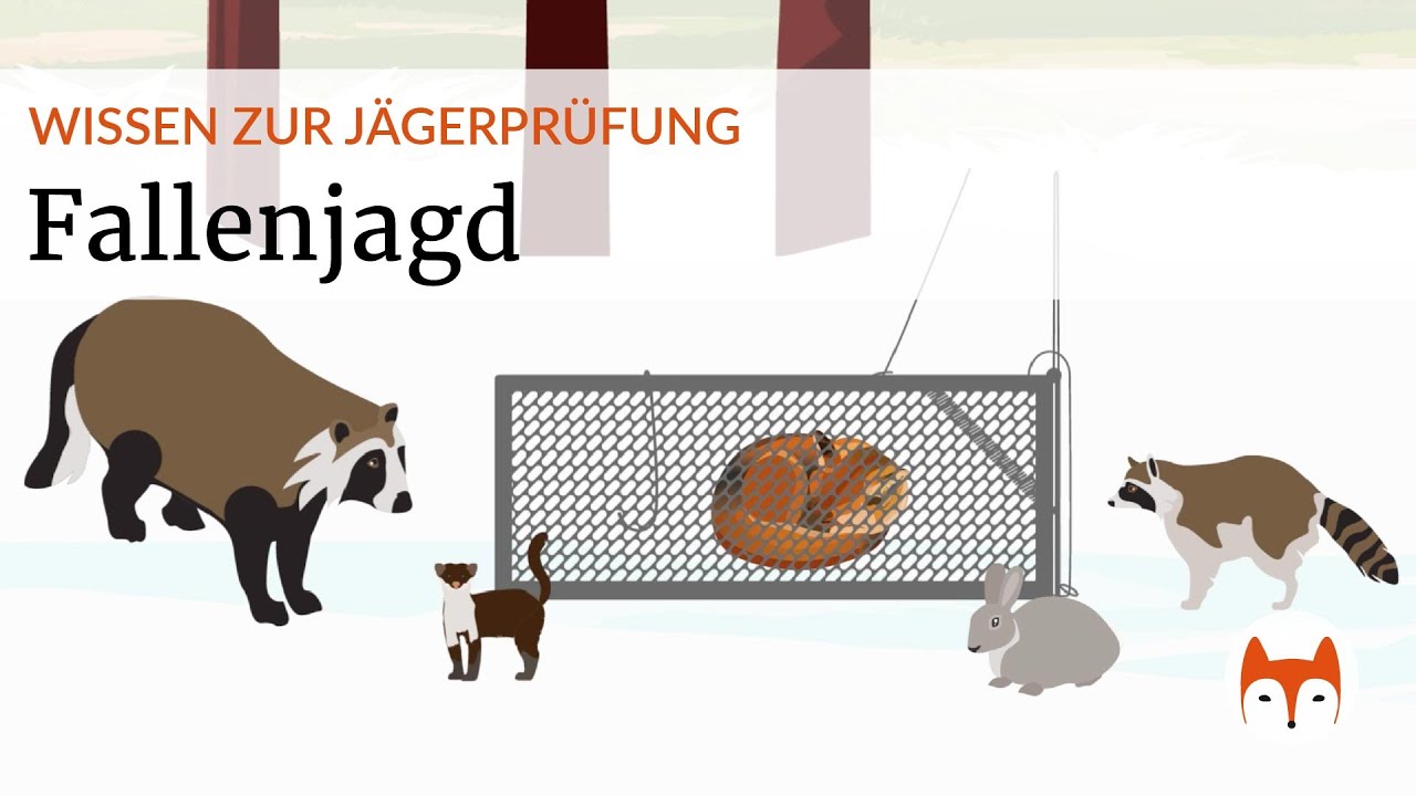 🦊 Fallenjagd verstehen &ndash; Jagdpraxis, Tierschutz & Bundesland-Regelungen - Vorschau