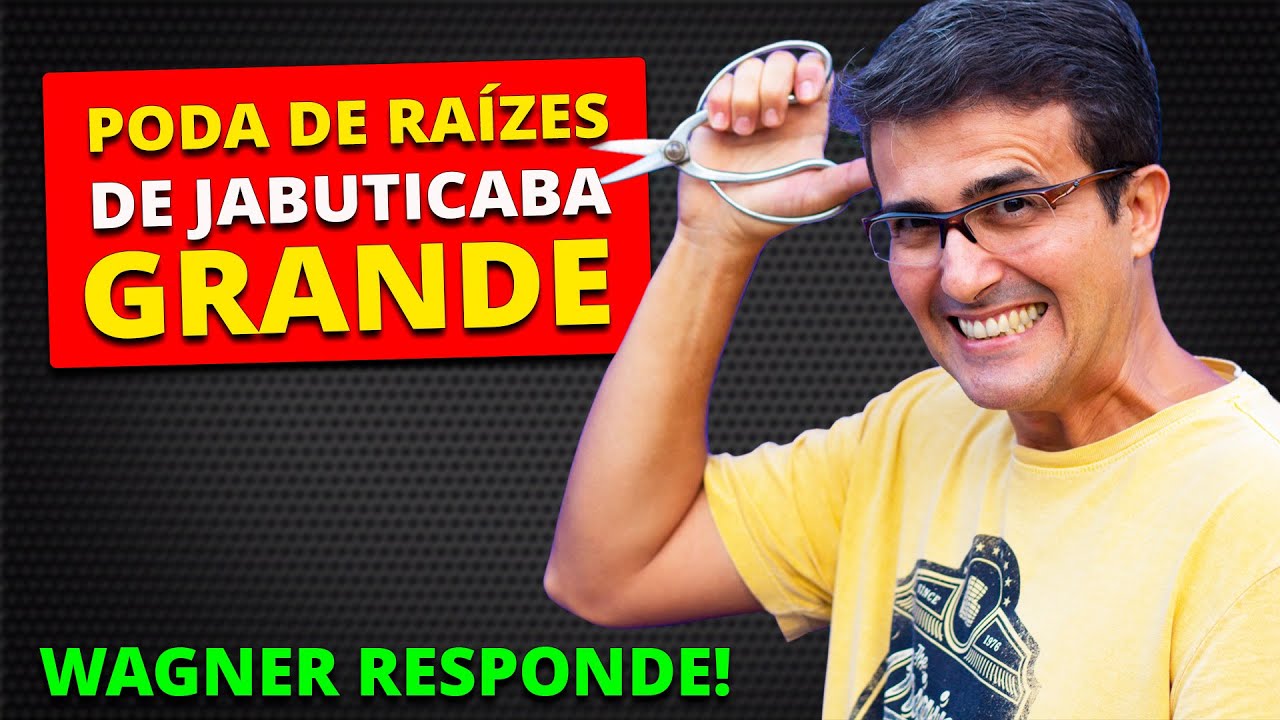 PODA E CORREÇÃO DE RAÍZES EM JABUTICABEIRA GRANDE - COMO FAZER?