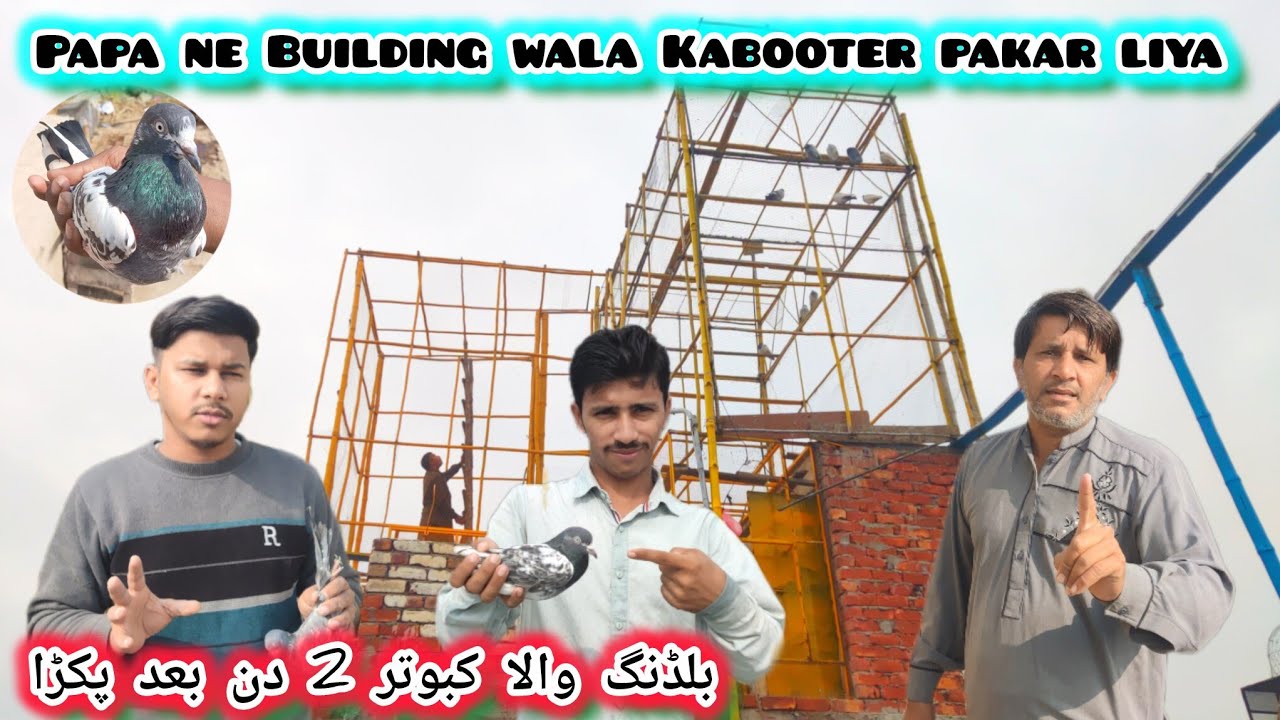 Papa ne building wala Kabooter 2 din baad pakar liya 🕊️