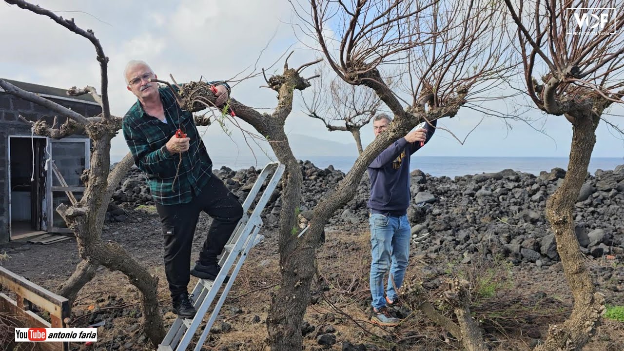 Dia de podar Salgueiros na Madalena Ilha do Pico Açores 2024