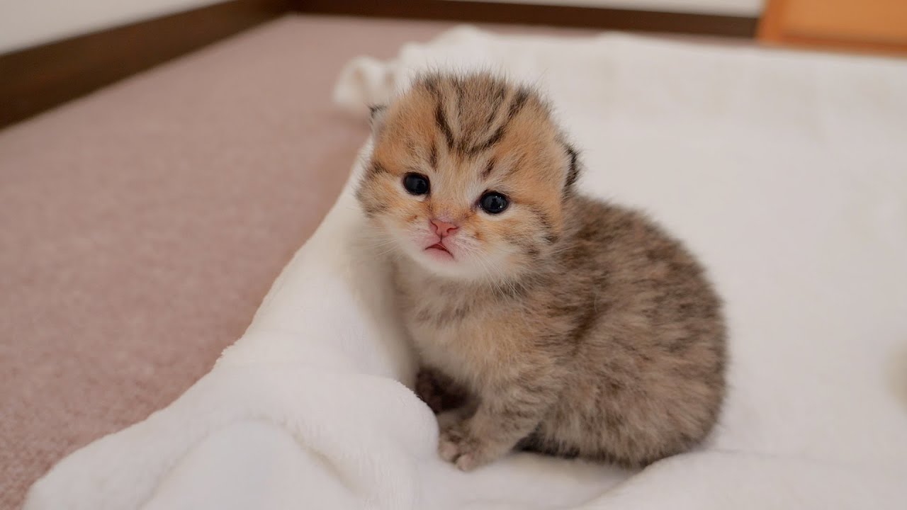 Любой котенок, который попытается выбраться из коробки, будет немедленно забран своим старшим братом