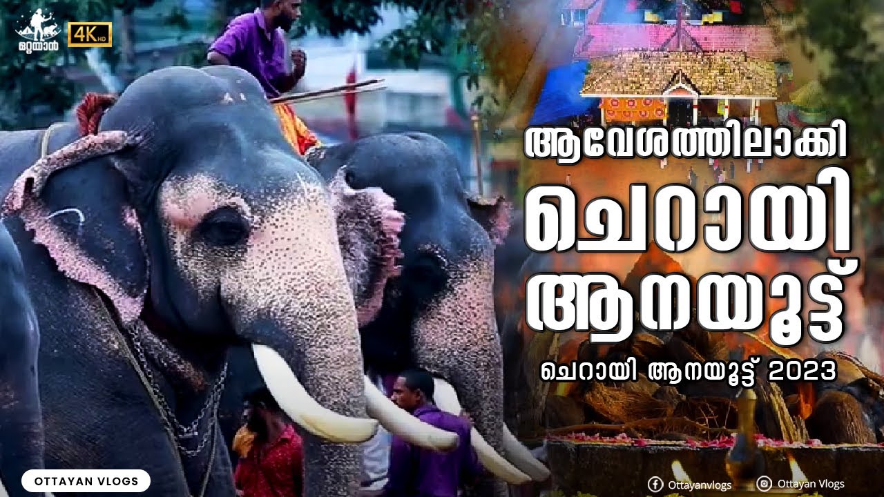 ചെറായി ആനയൂട്ട് 2023 I Cherai Aanayoottu 2023 #aana #aanayoottu #cherai #trending