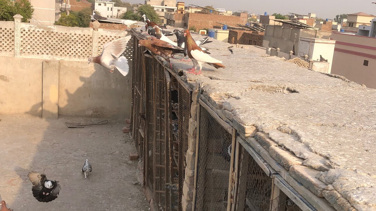 Kabootar to new bht maze de rhy hai Shoq pura ho rha hai 🕊️😉👍  aj ka vlog 