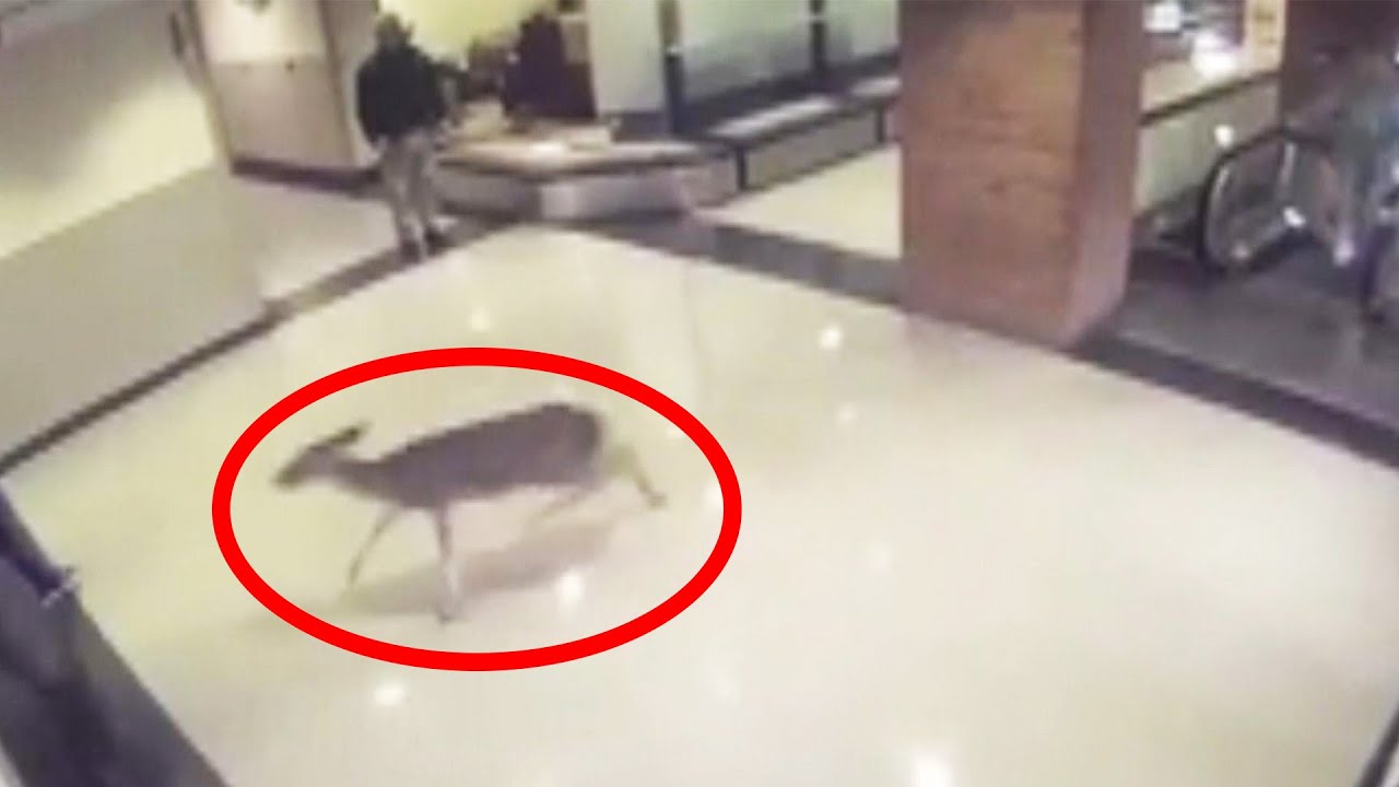 Injured Deer Prances Into Hospital Seeking Medical Help