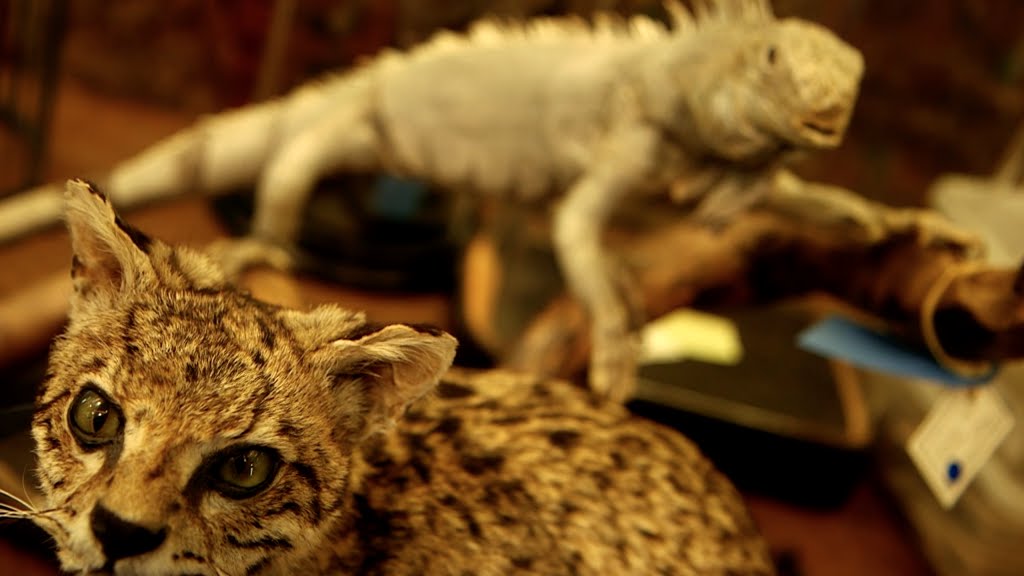 Maison Deyrolle in Paris: One of the world’s last remaining curiosity shops