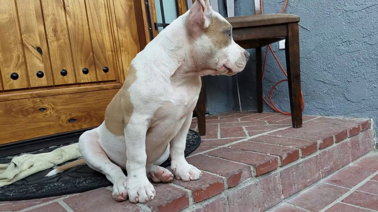 15 week old bully pups! Look at the growth