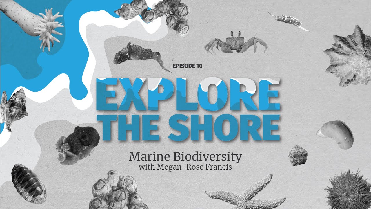 Marine Biodiversity - more animals on land or in the sea?
