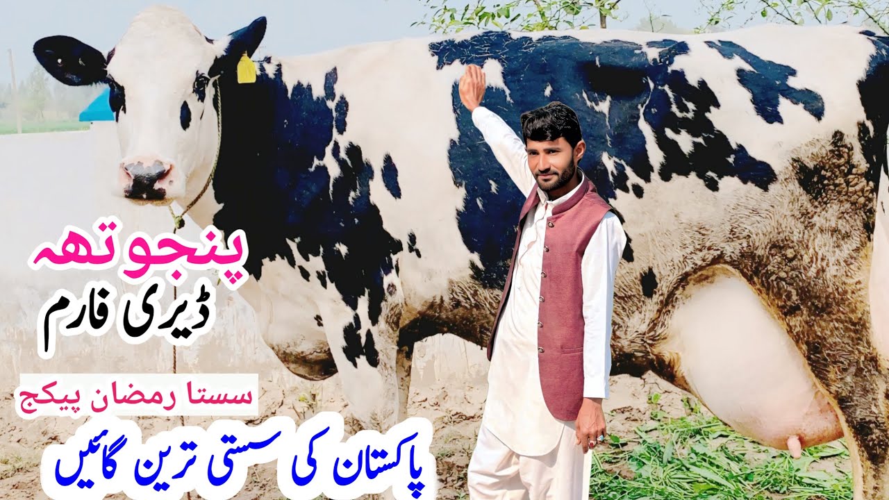 Punjotha Dairy Farm | biggest American Cow | Top Quality Cow In Punjab | Farming In Pakistan |￼ 28 F