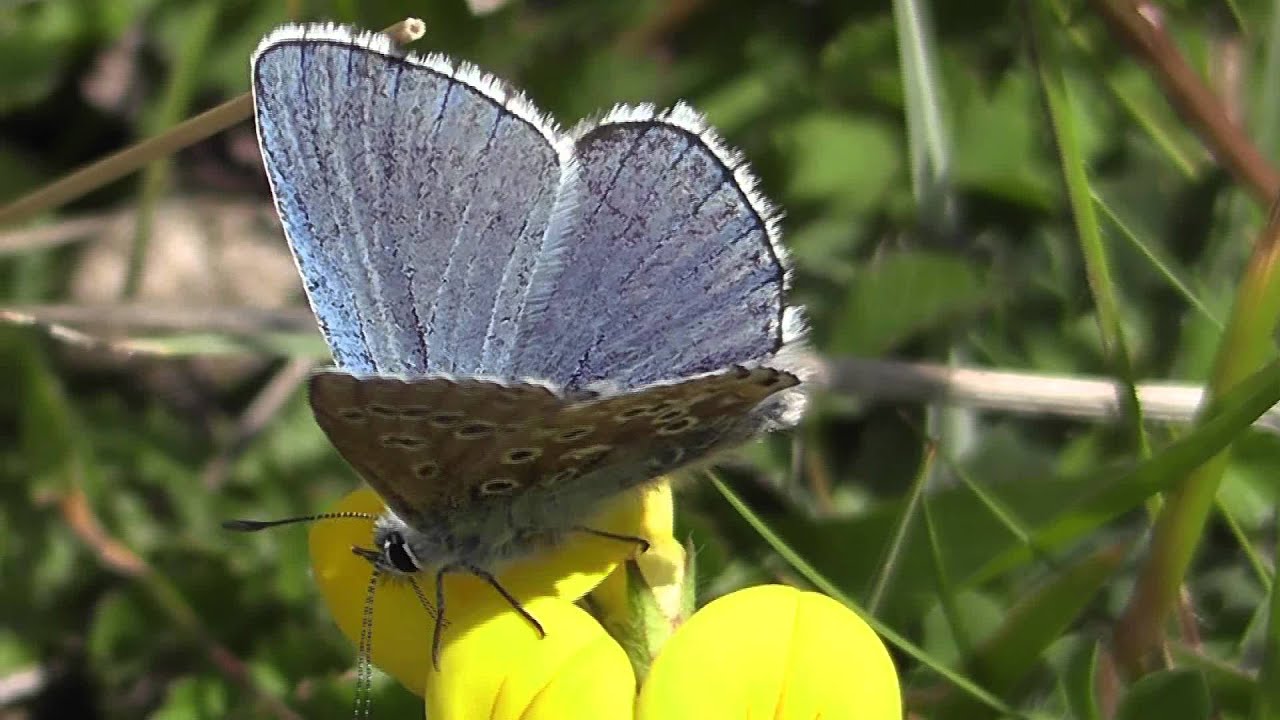 Adonis Blue.