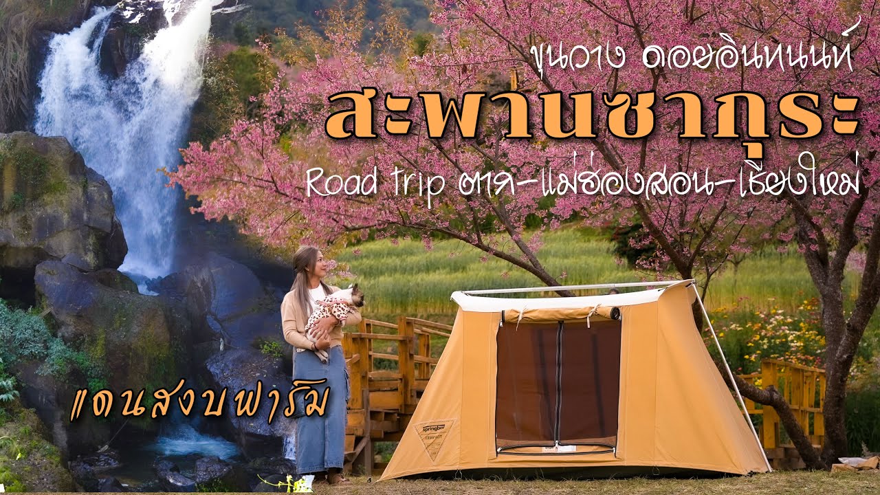 กางเต็นท์ดอยอินทนนท์ สะพานซากุระ ขุนวาง&น้ำตกแดนสงบฟาร์ม Ep.164 Road trip ตาก-แม่ฮ่องสอน-เชียงใหม่