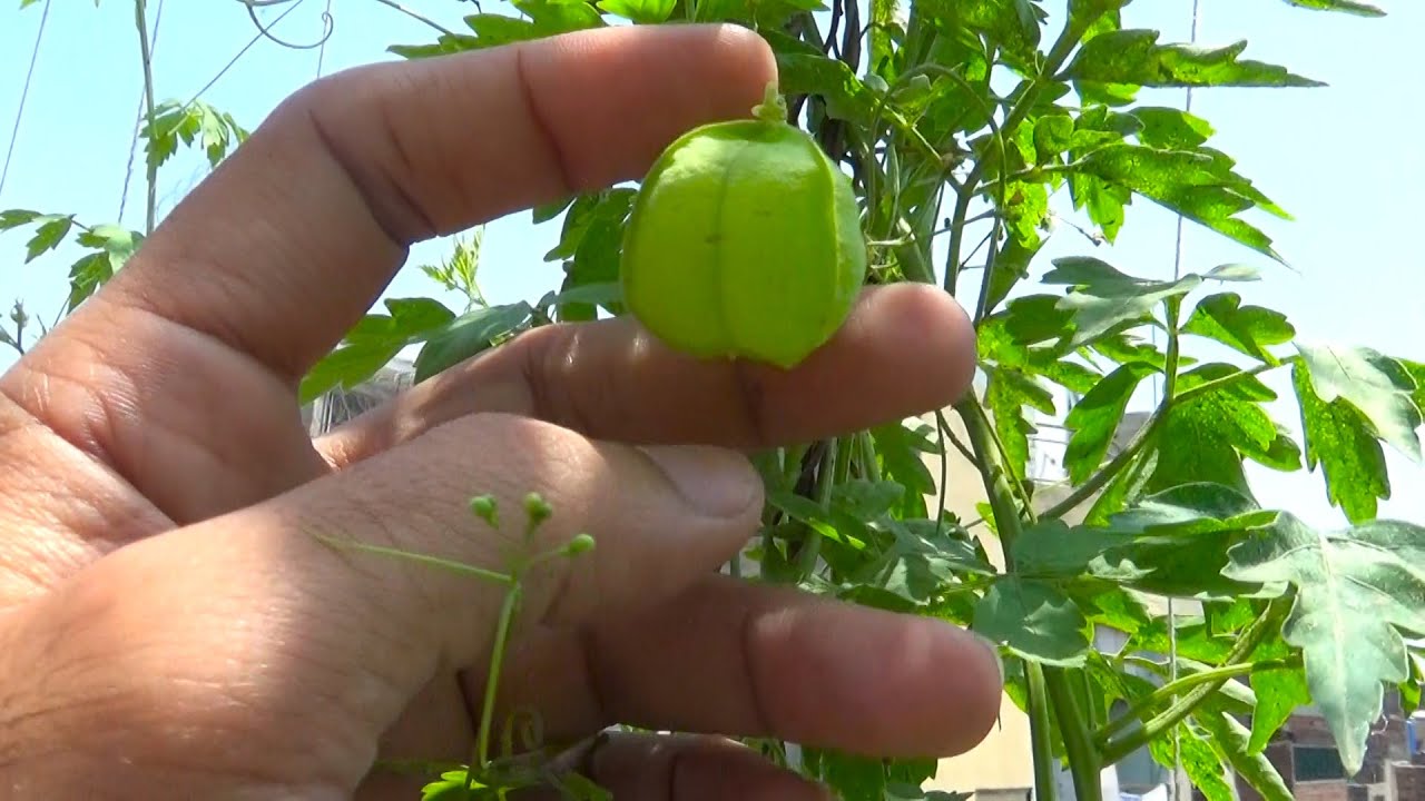 How Do You Grow Balloon Vine From seeds | step-by-step guide | Cardiospermum halicacabum Flower Vine