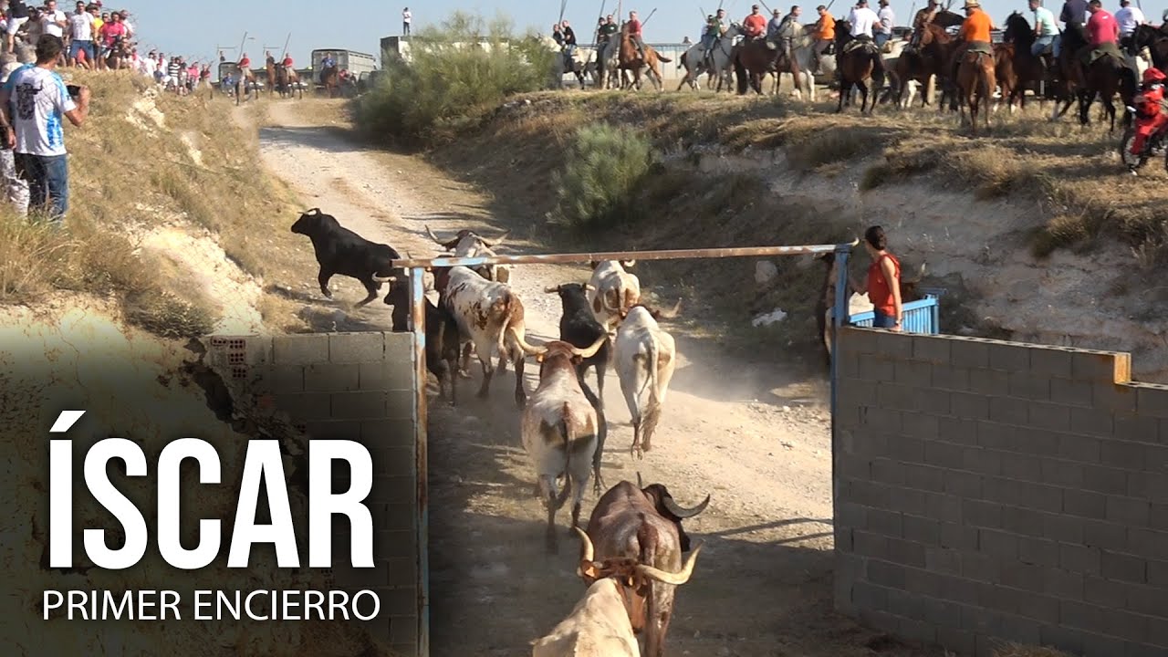 Emocionante Primer Encierro a Caballo Íscar 2024
