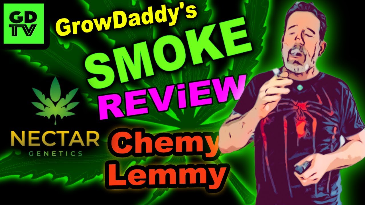 Обзор GDTV Smoke: &laquo;Sage&raquo; &mdash; Chemy Lemmy из Nectar Genetics (10-й сезон)