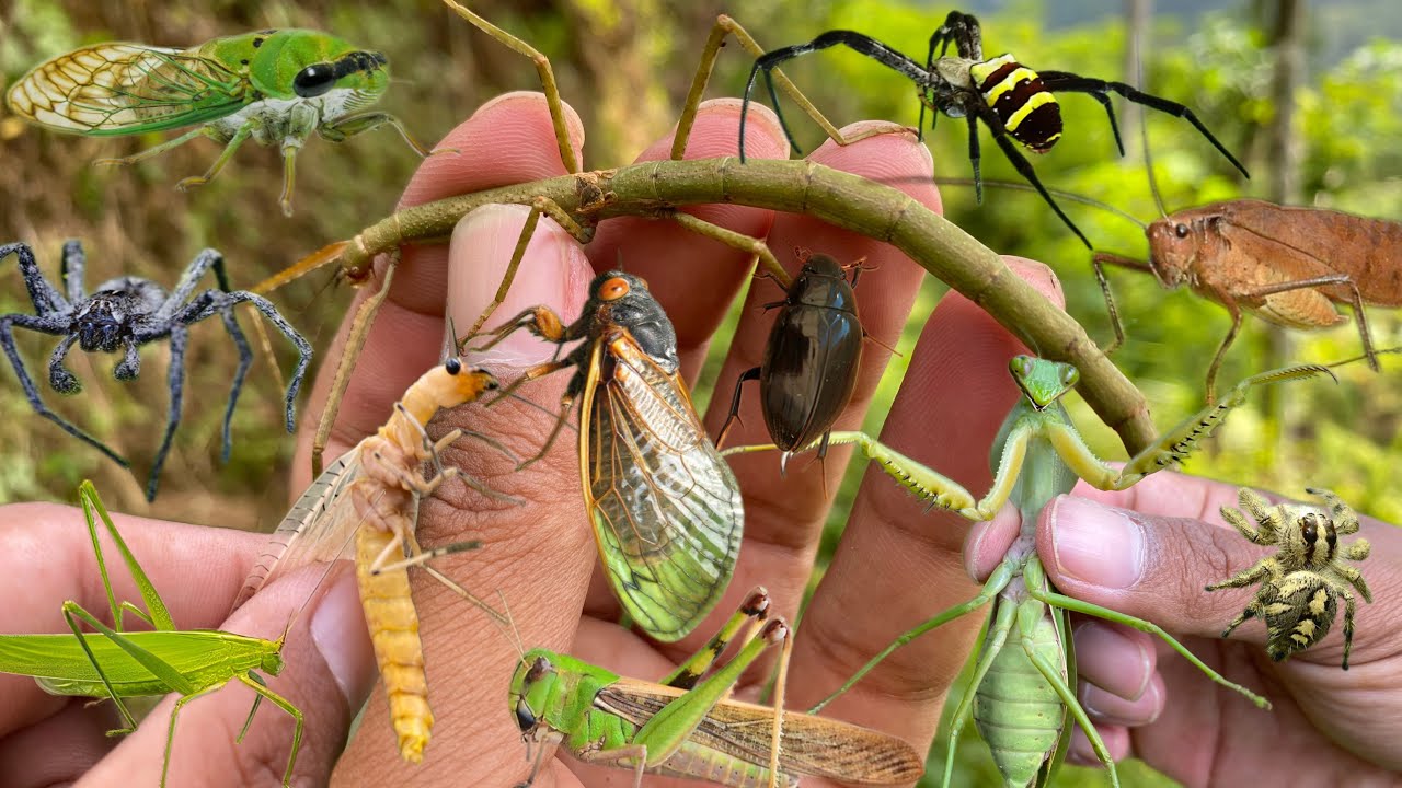 deadly beauty: the hunt behind the beauty of insects