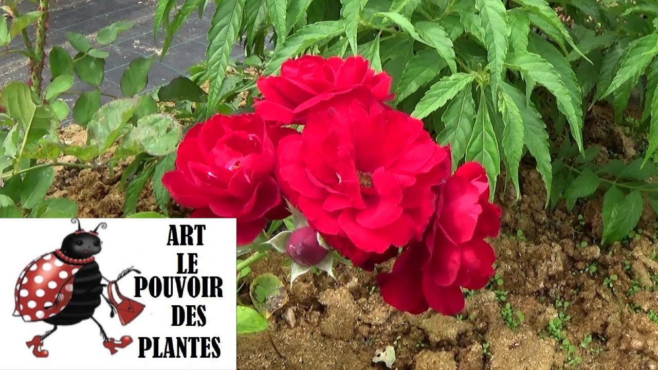 Tuto jardin: Taille et entretien: Rosier buisson (Lili Marlène): plantation, taille, arrosage