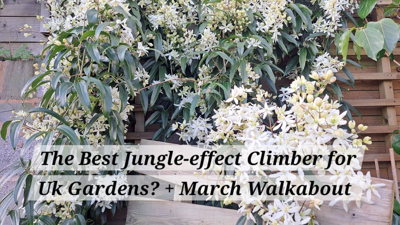 No. 121 - Is this the Best Jungle-effect Climber for a UK Garden? + March Walkabout the Garden.