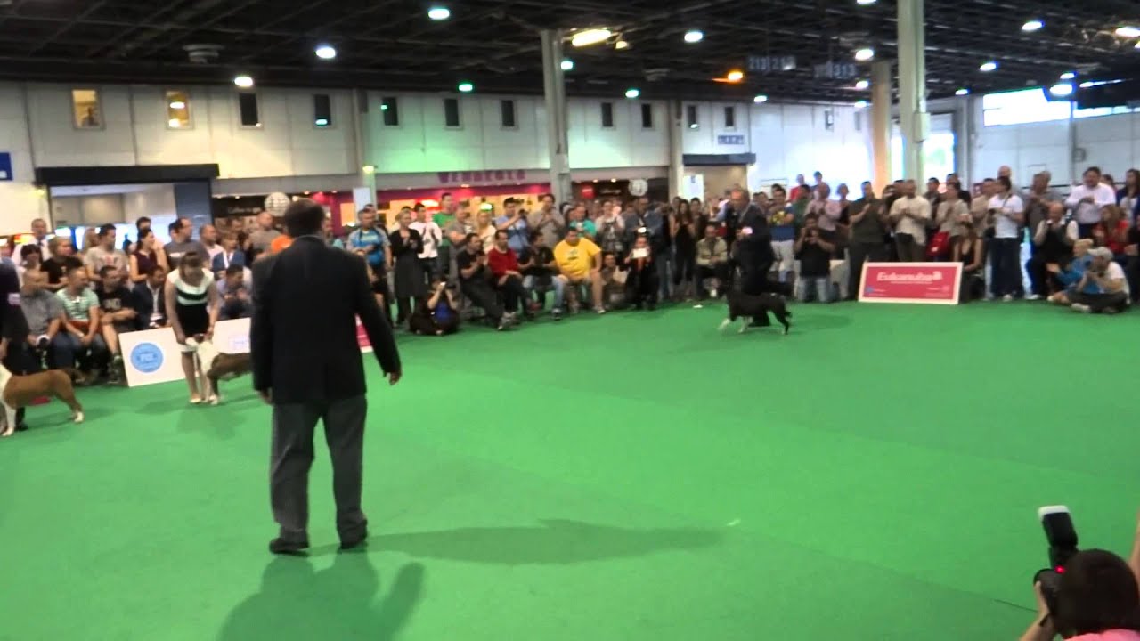 Word Dog Show 2013 , American Staffordshire Terrier , BOB