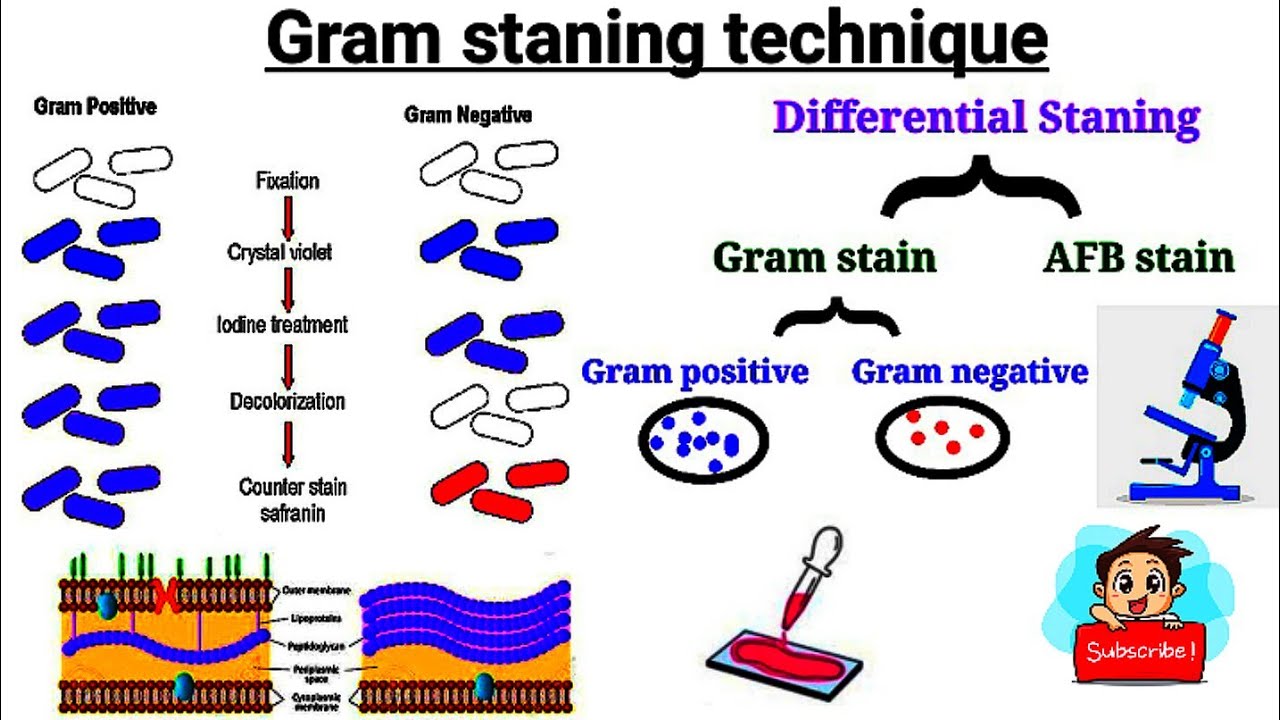 Gram staning technique || Simple explanation in hindi || Part -2