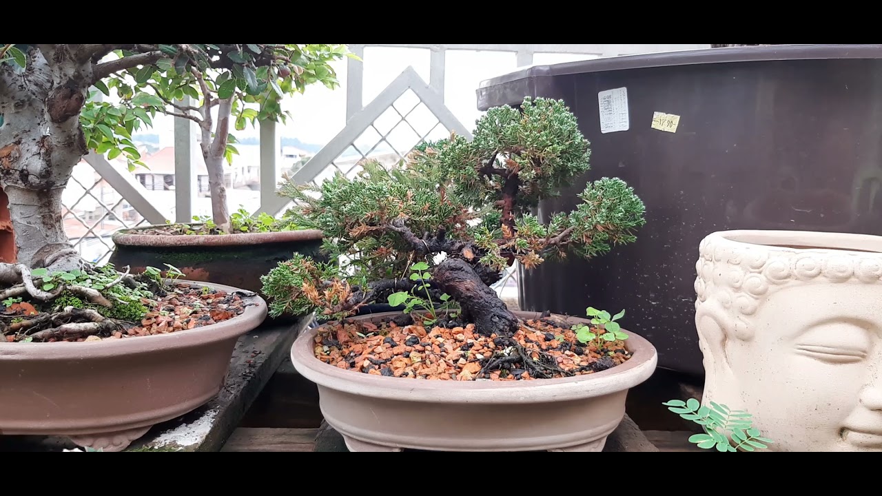 Meu viveiro de Bonsai apresentando as espécies da coleção.