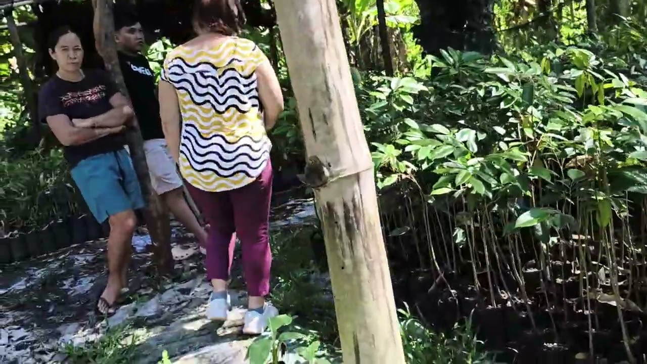 Ang Sarap Talaga kapag marami kang tanim na mga Prutas || Kaligayahan ko ay ang Pagtatanim