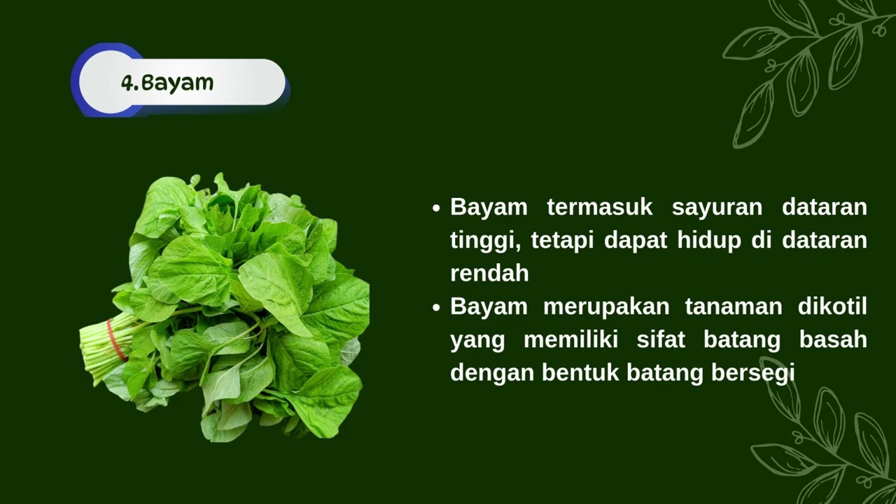 Budidaya Tanaman Sayuran