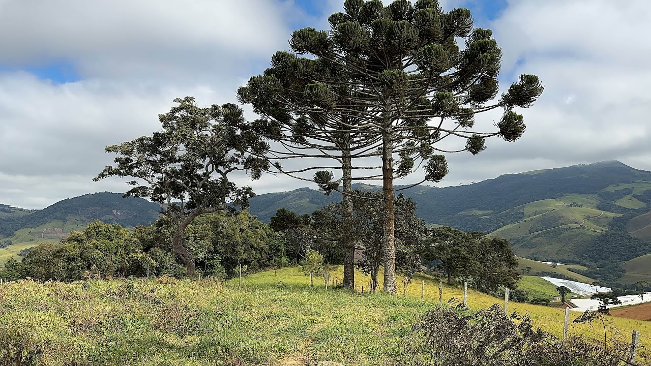 🌳Chácara da Araucária c/Terreno de 20.000 mts | ESCRITURA | Casa iniciada| R$235 mil | Bom RepousoMG