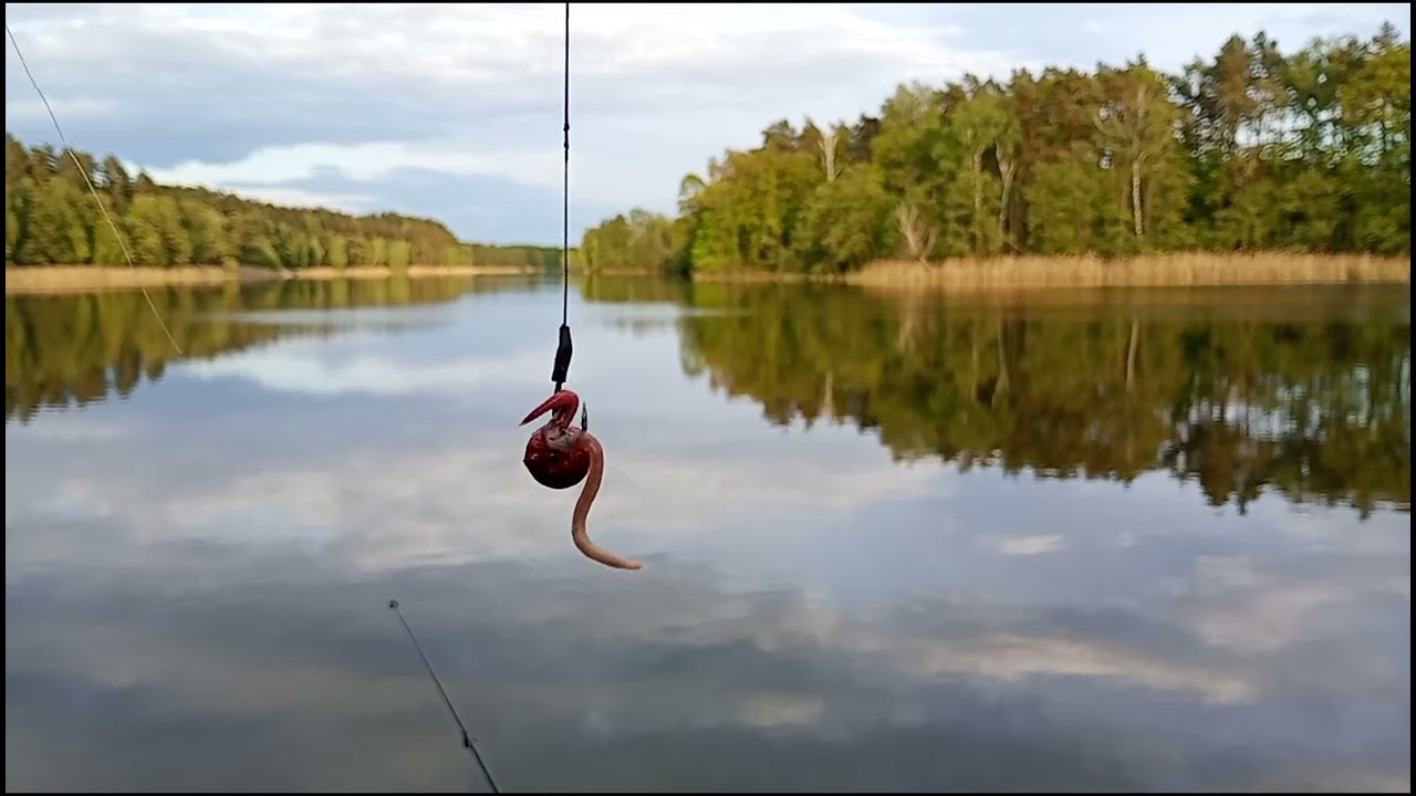 Zestaw na Sumika Karłowatego. Bez połykania haczyka. Jezioro Sarnowskie (Radziochy) Sumik Karłowaty