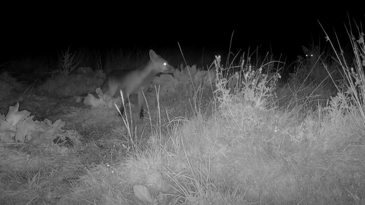 Fox Cub Siblings Foraging on Trail Cam | Mum Watching in the Background 🦊 | Isle of Skye Wildlife