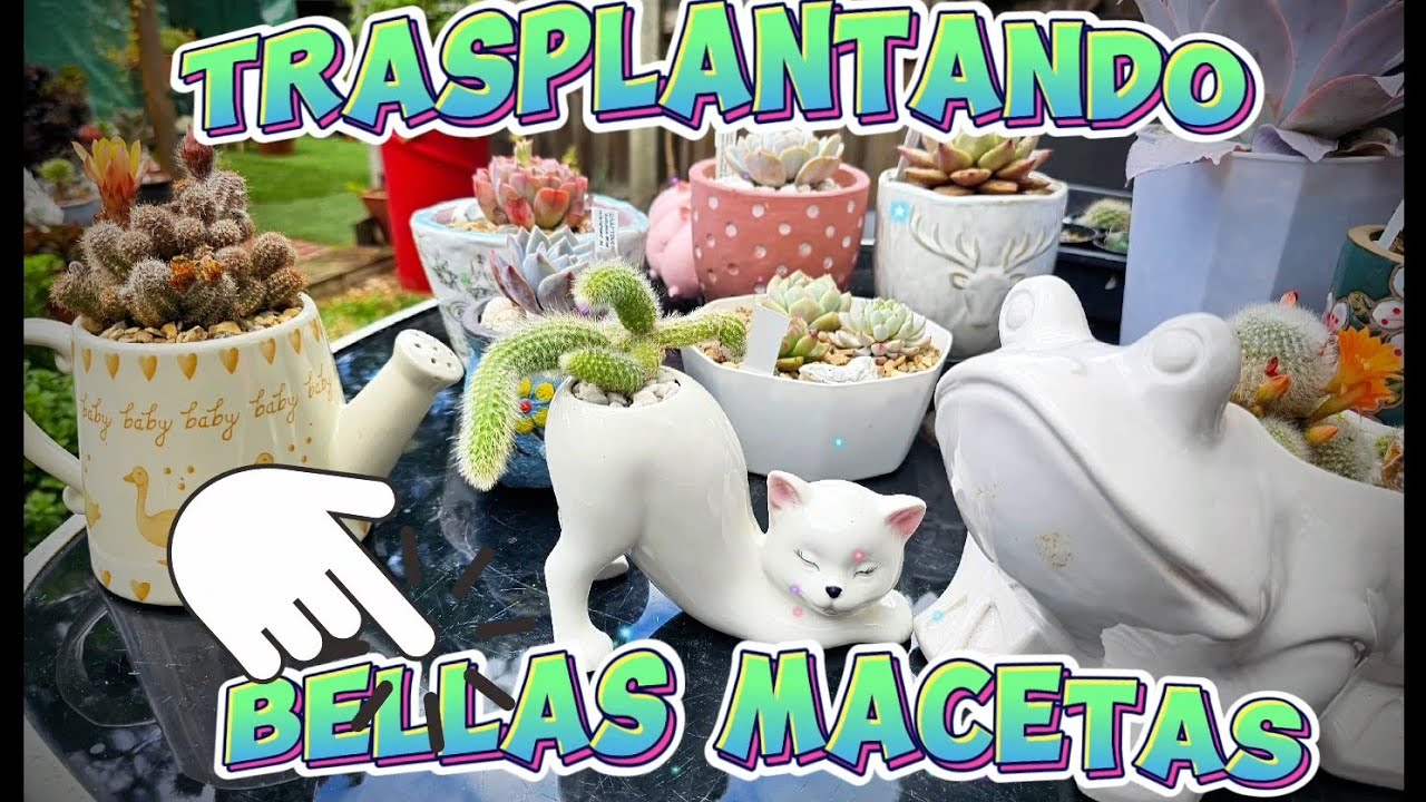 Trasplante 😺Echeverias y cactus🐸 #cactusysuculentas #jardin