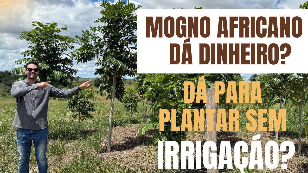 Mogno africano dá dinheiro? Como plantar mogno africano? Como ganhar dinheiro com mogno
