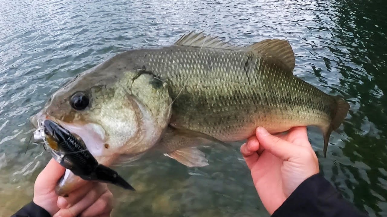 寒波きて1投目がこちら【冬のバス釣り】