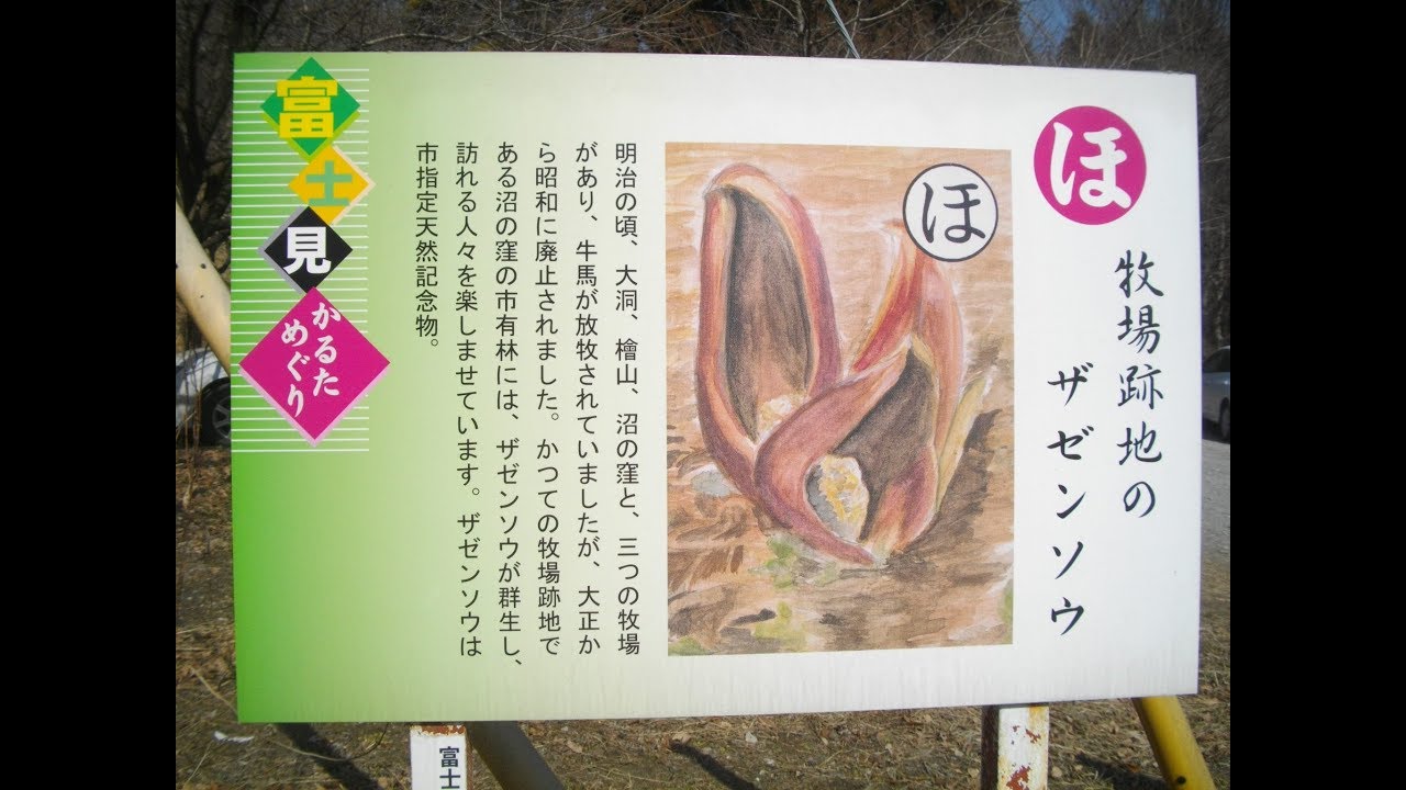 不思議石碑と沼の窪のザゼンソウ・・市天然記念物・・前橋/群馬