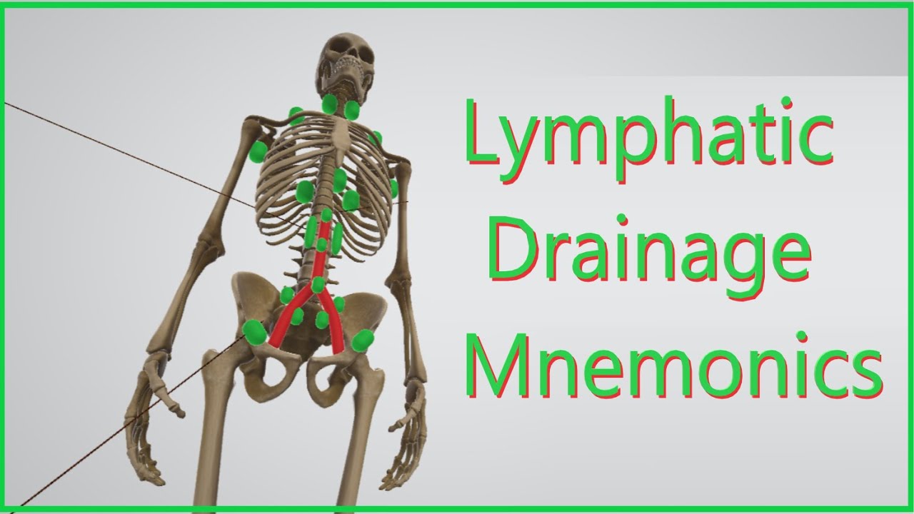 Lymphatic Drainage (Mnemonics)