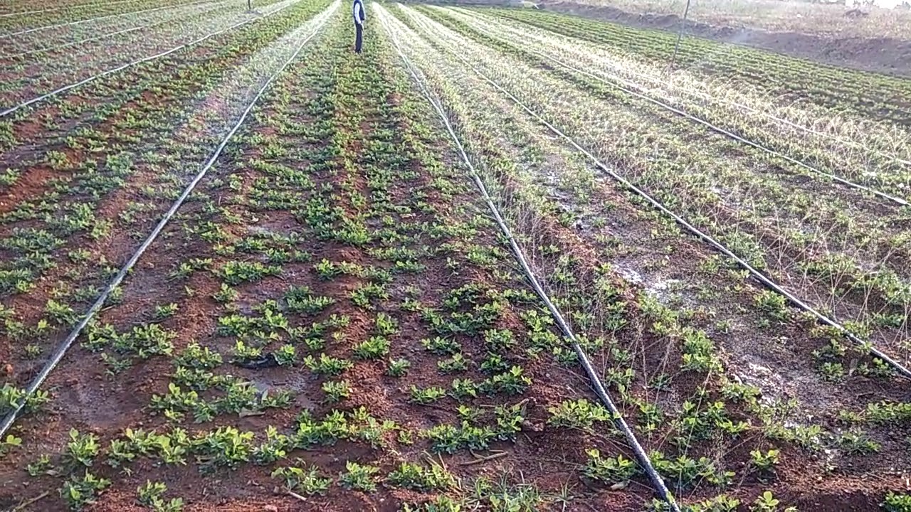 Rain pipe irrigation in my land successfully