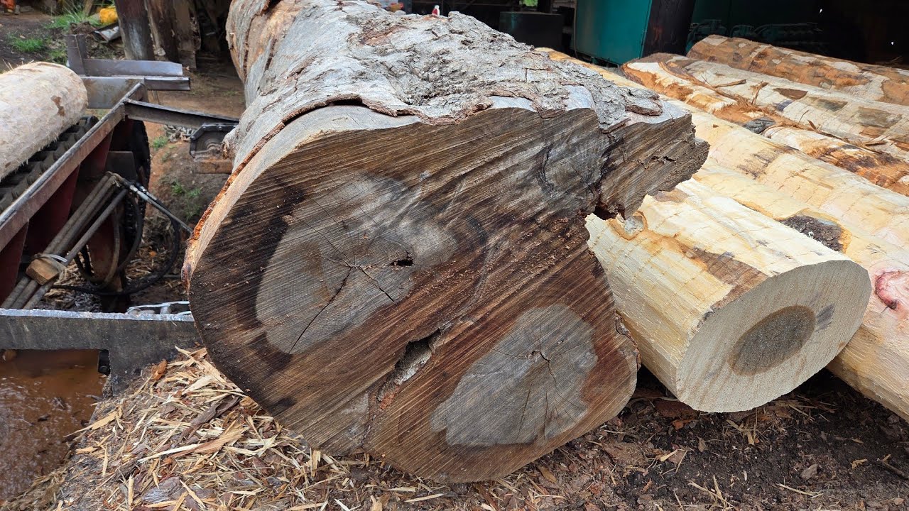 Sawing mixed hardwood with one big, busted, ugly, old log 