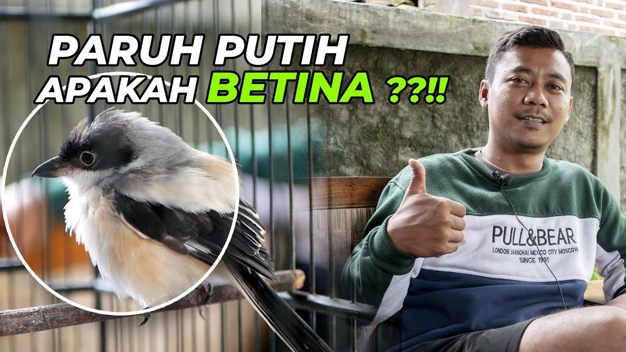 Cendet Paruh Putih Apakah Betina Yuk Simak Biar Tidak Salah Predikisi