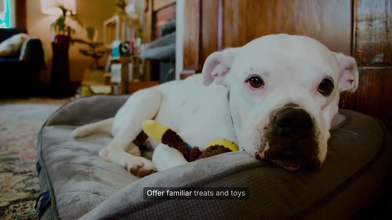 How to Help Your Dog Adjust to a New Home 🏡🐕