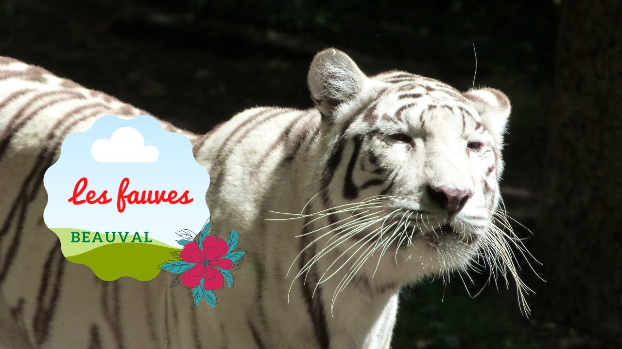 Le Zooparc de Beauval, les fauves.