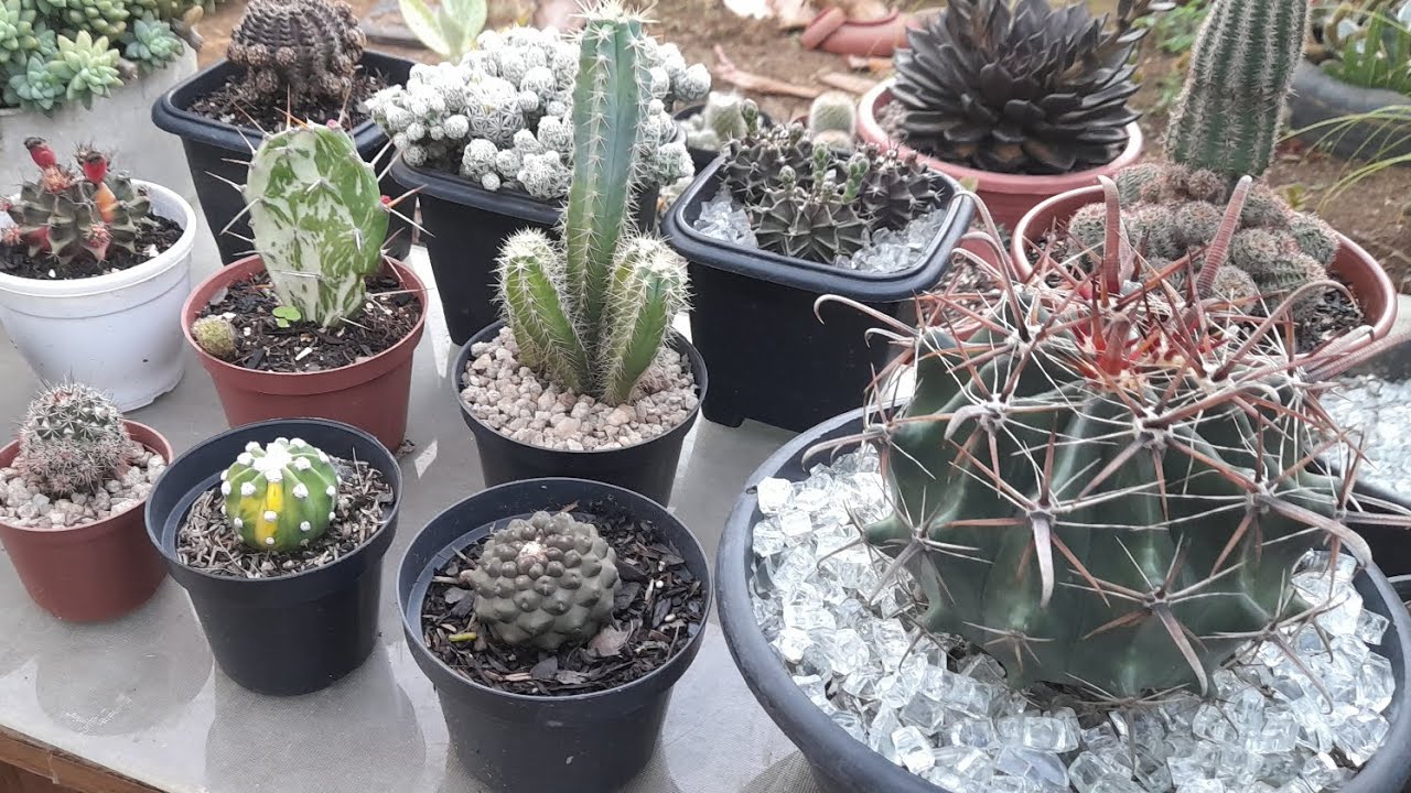 Meu Ferocactus Horridus ta grandão🤩🌵| Cactos Variegatas | Atualização da coleção.