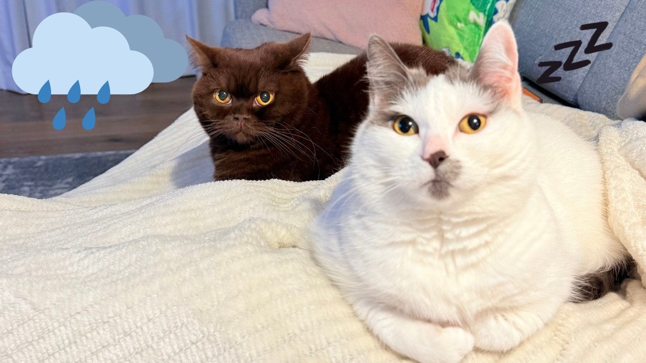 What do you do on a rainy day? | Brown Cat