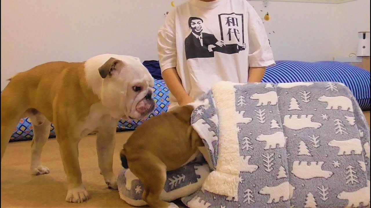 【寒！】ブルドッグの子犬が冬眠を始めるらしいです…
