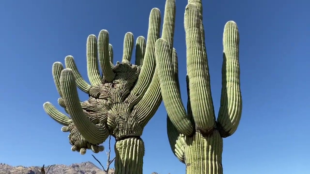 Hiking Sabino Canyon trails