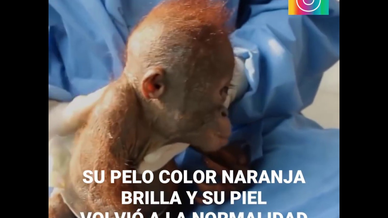 El rescate del orangután bebé