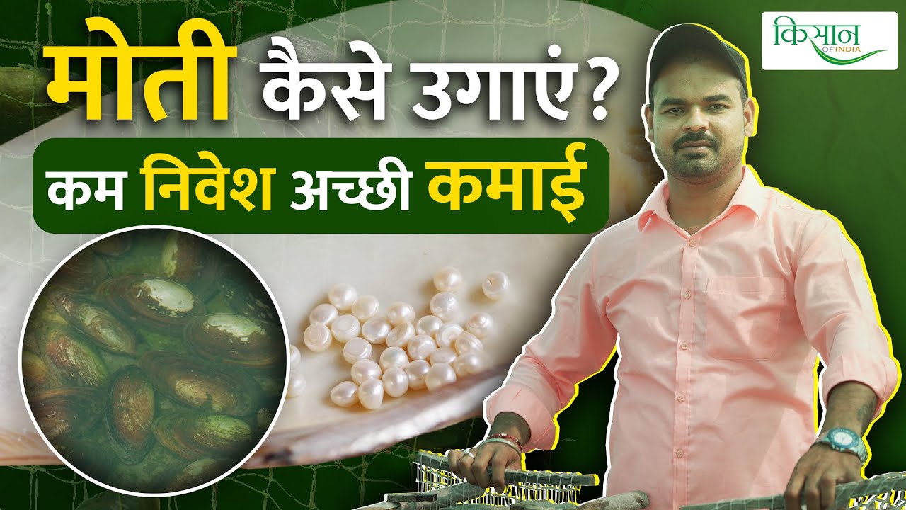 Pearl Farming: जानिए मोती पालन की पूरी जानकारी Ankush Giri से | Moti Ki Kheti