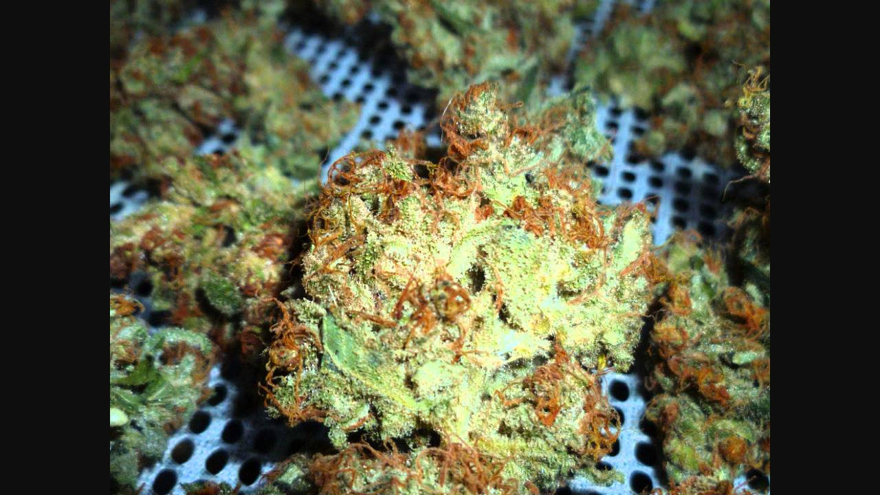 DNA Genetics Chocolope