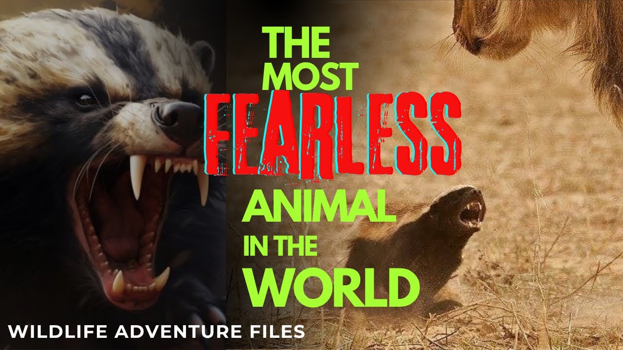 This Animal Is Scarier Than a Lion &ndash; The Honey Badger&rsquo;s Untold Story ( World most FearlessAnimal )