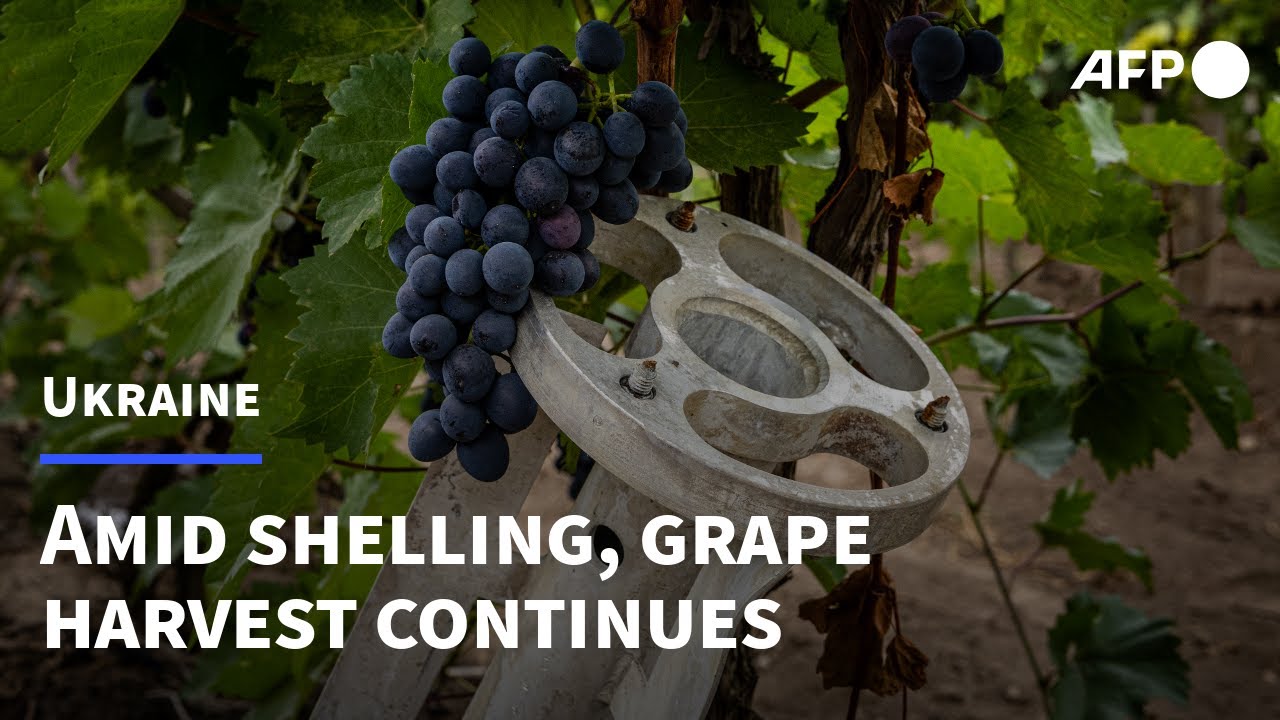 Grape harvest continues under the sound of shelling in Ukraine vineyard | AFP